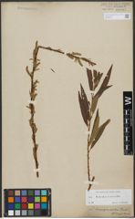 Foto von Salix triandra L. x Salix viminalis L.